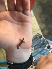 Sphaerodactylus
