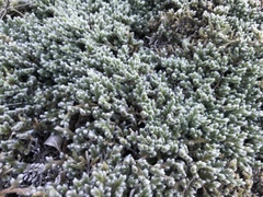 Selaginella dregei