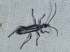 Chauliognathus flavolineatus