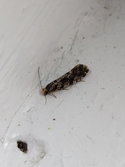 Nemapogon granella