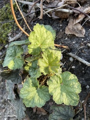 Heuchera parviflora
