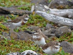 Charadrius bicinctus exilis