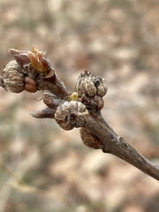 Andricus galeatus