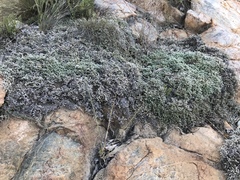 Selaginella dregei
