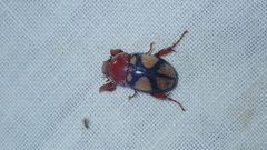 Cyclocephala toulgoeti