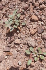 Monsonia heliotropioides