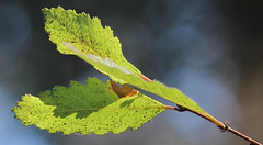 Nothofagus macrocarpa