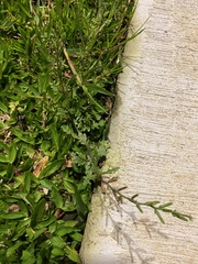 Rorippa cantoniensis