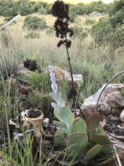 Kalanchoe thyrsiflora