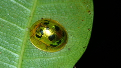 Coptocycla undecimpunctata