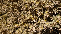 Thymelaea tartonraira