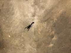 Uroplectes flavoviridis