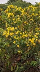 Senna auriculata
