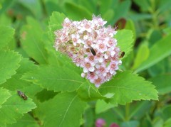 Spiraea alba latifolia