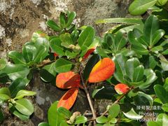 Rhaphiolepis umbellata