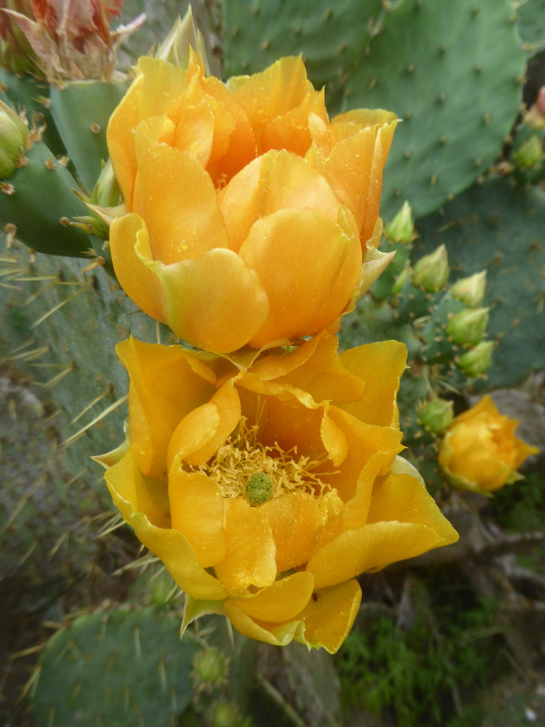 Engelmann's Pricklypear from Hornsby Bend Center for Environmental