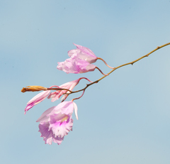 Broughtonia lindenii