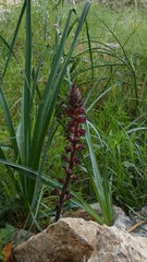 Orobanche variegata