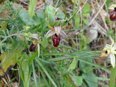Ophrys sphegodes