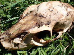 Prochyliza xanthostoma