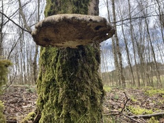 Fomitopsis betulina