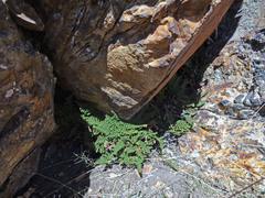 Myriopteris intertexta