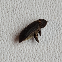 Hadrobregmus pertinax