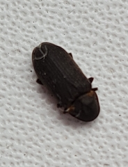 Hadrobregmus pertinax