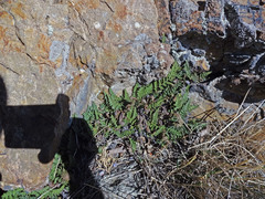 Myriopteris intertexta