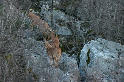paovca hrivnatá (Ammotragus lervia)