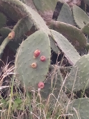 Opuntia amyclaea