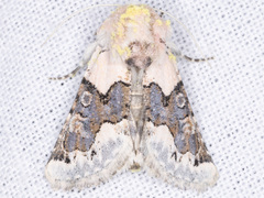 Triocnemis saporis