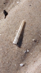 Pectinariidae