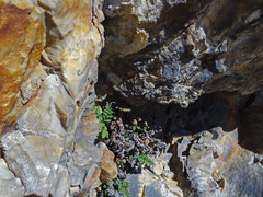 Myriopteris intertexta