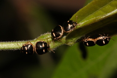 Coptosoma variegatum
