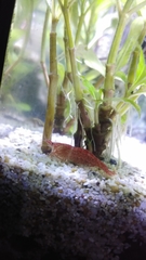 Neocaridina davidi