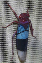 Amblyscarta opulenta