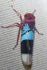 Amblyscarta opulenta