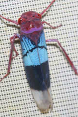 Amblyscarta opulenta