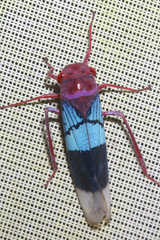 Amblyscarta opulenta