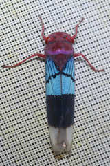 Amblyscarta opulenta