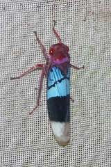 Amblyscarta opulenta