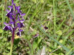 Anacamptis morio longicornu