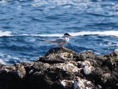 Sterna vittata bethunei