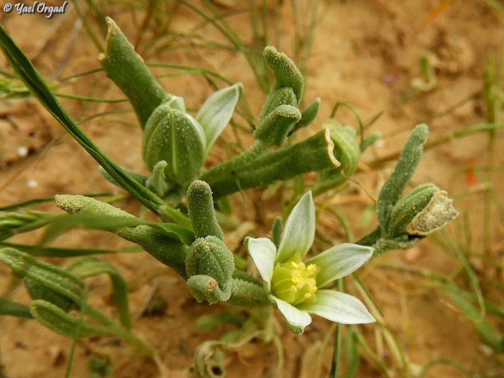 Aizoanthemopsis