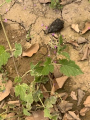 Erodium