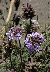 Glandularia tenera