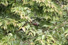 Image of Prunus annularis