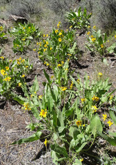 Balsamorhiza