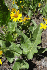 Balsamorhiza